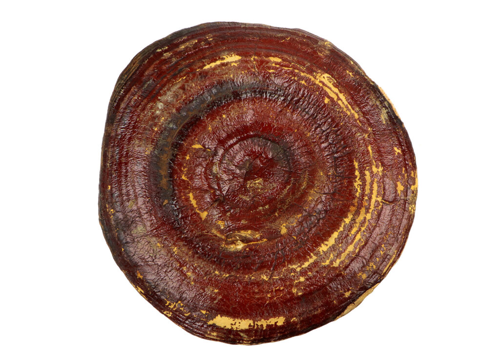 Reishi Whole Mushroom